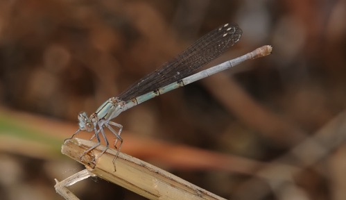 Female
18 July 2016 UT, Salt Lake Co.